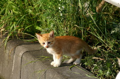 09-6-7  α-7digital 486