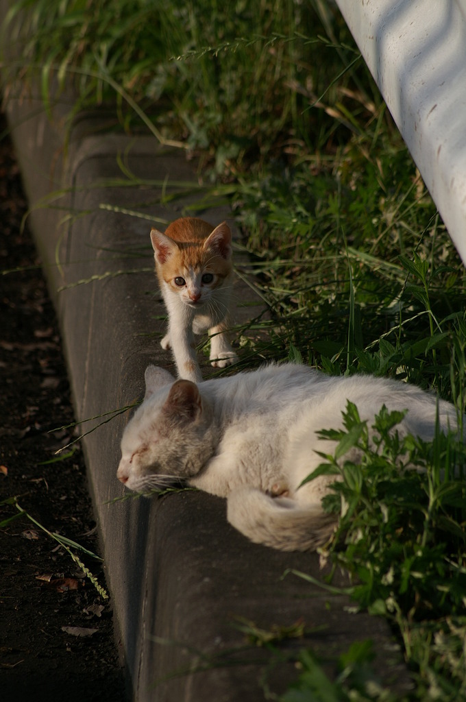 09-6-7  α-7digital 341