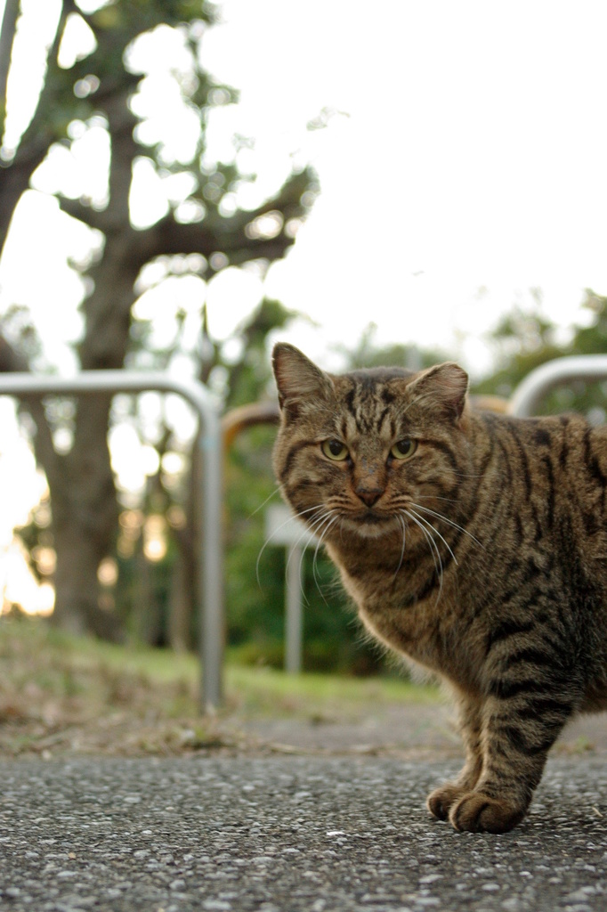 ちどり公園09-12-13  K200D 018