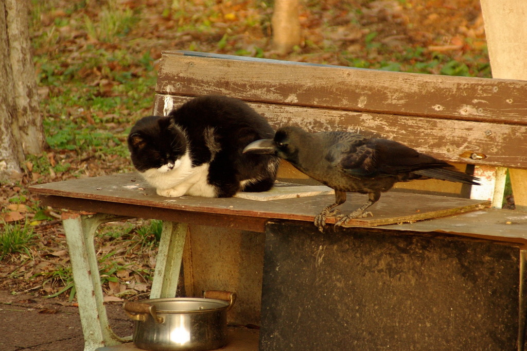 ちどり公園09-12-13  K200D 062