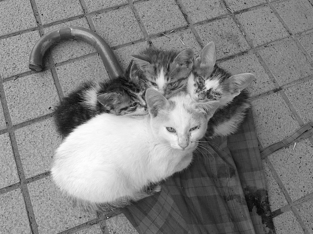 里親を探しています。