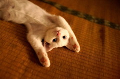 ばんにゃい！