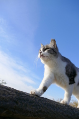  Blue Sky 