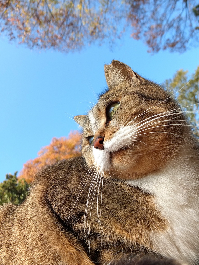 沼猫　　りさちゃん