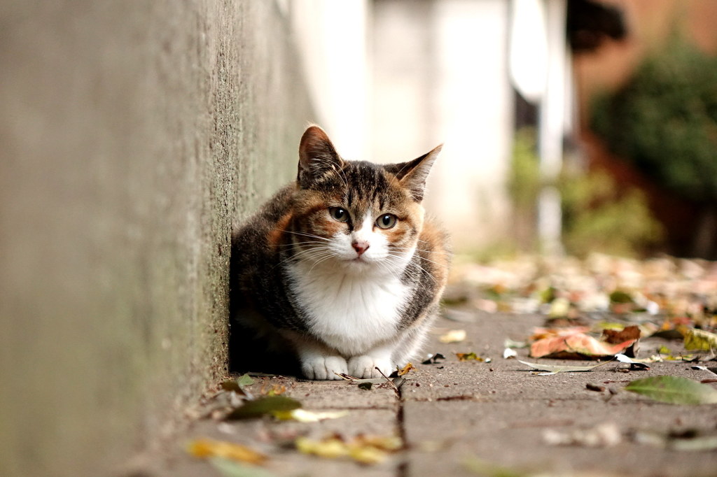 おちび