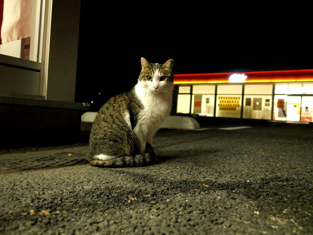ファミマにゃんこ