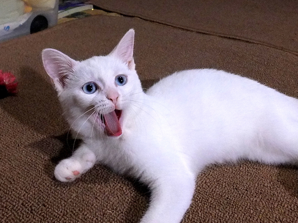 きょうのみゅー