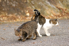 バロムクロス！
