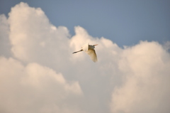 鳥さん