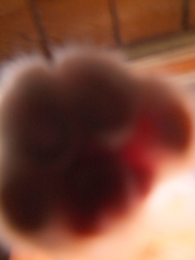 撮らにゃいで！２