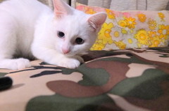 きょうのみゅー