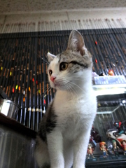 たまちゃん