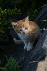 09-6-7  α-7digital 381