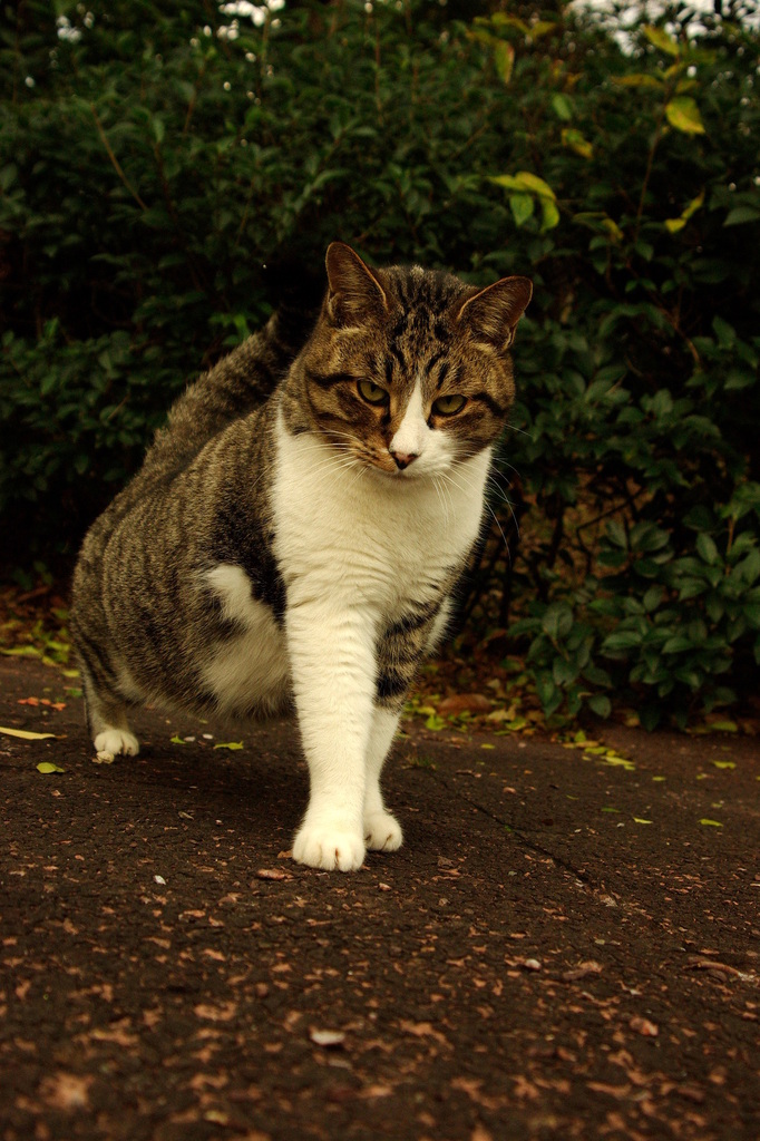 ちどり公園09-12-13  K200D 136