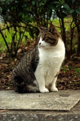 ちどり公園09-12-13  K200D 025