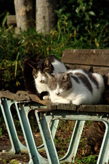 ちどり公園09-12-13  K200D 187