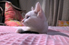 きょうのみゅー
