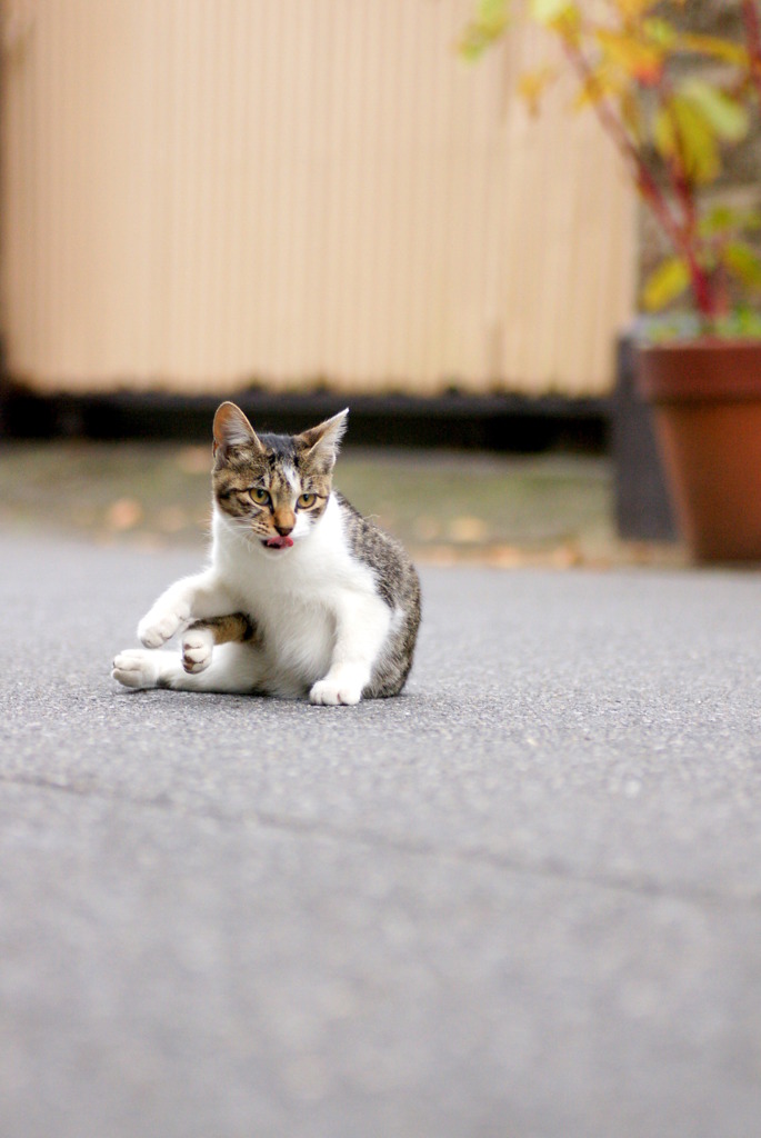おちび