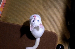 きょうのみゅー