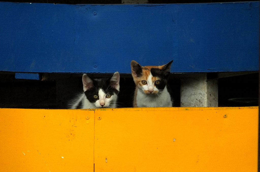 見慣れないやつにゃ・・・・・