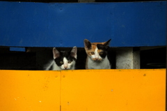 見慣れないやつにゃ・・・・・