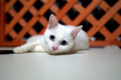 きょうのみゅー