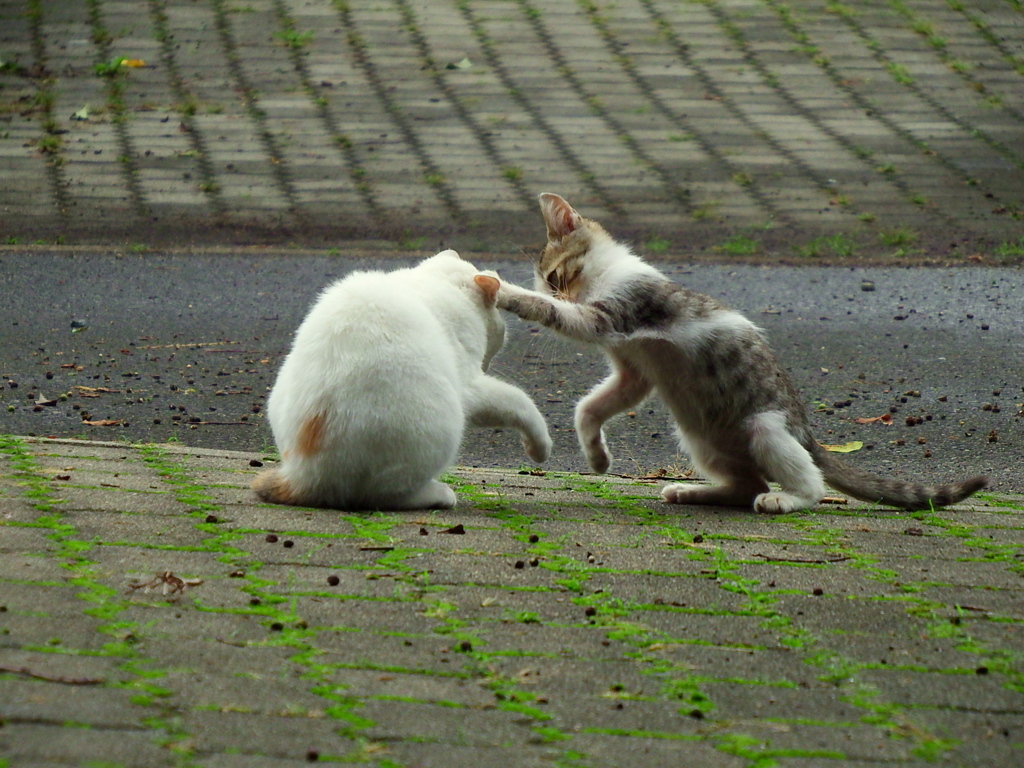 おねえちゃん泣いているの？