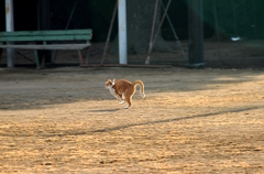 駆ける！