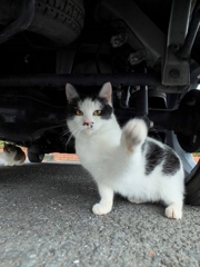 猫　拳
