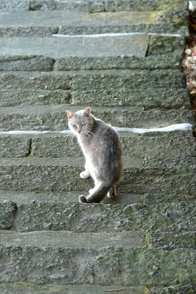 唐沢山神社猫