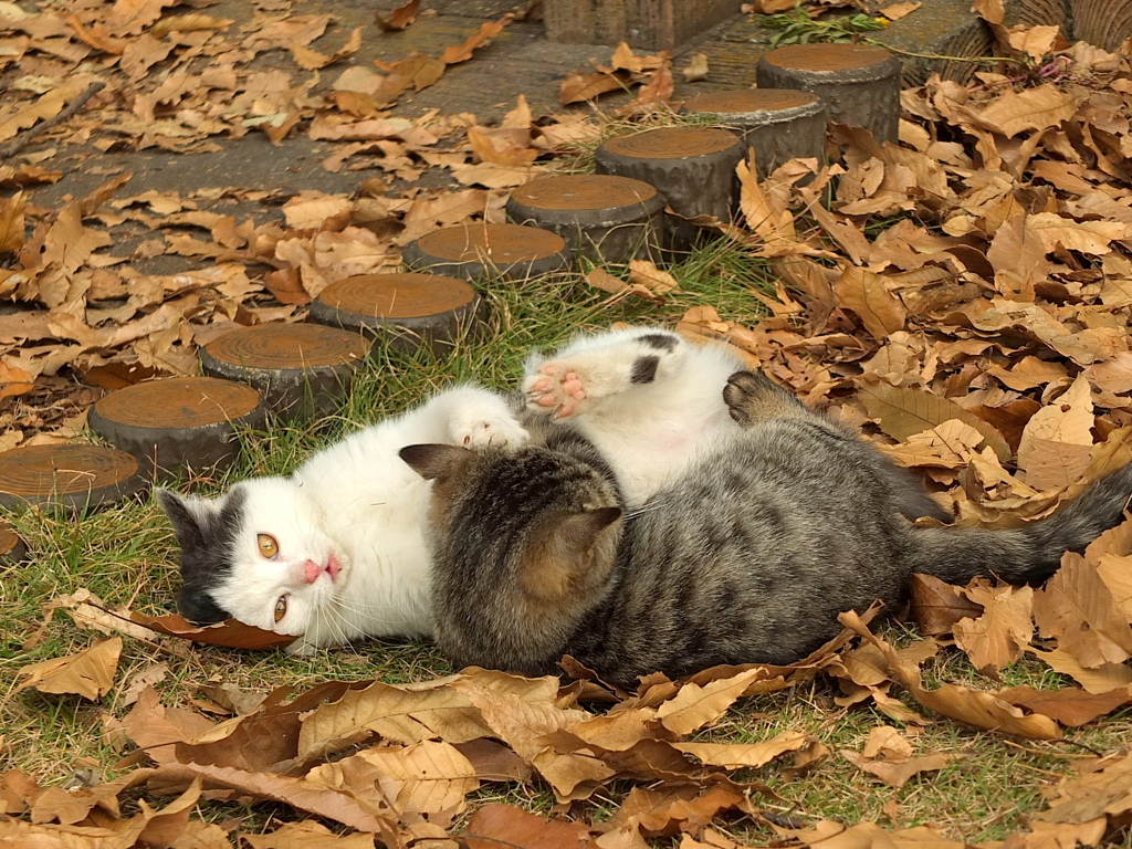 13-12-04    X-S1-2 051