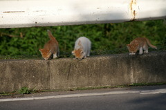 09-6-7  α-7digital 452