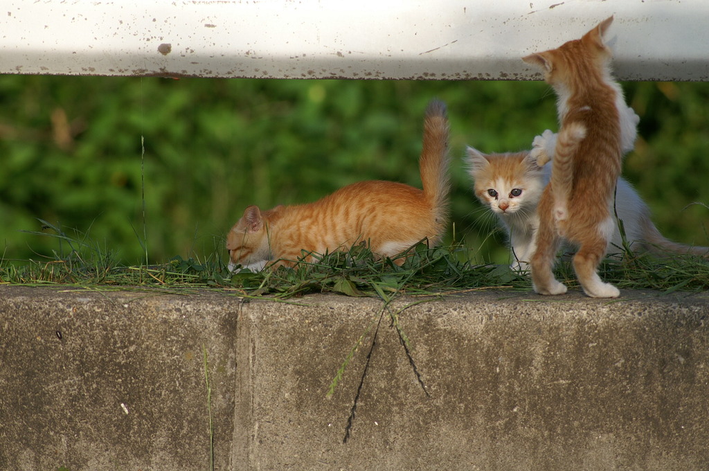 09-6-7  α-7digital 444