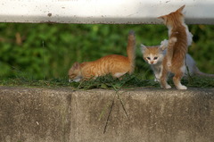 09-6-7  α-7digital 444