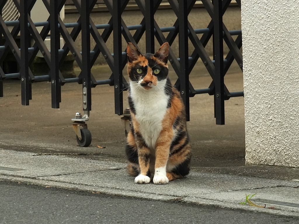 ７/１今朝のちび