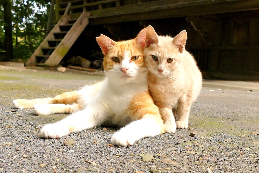 唐沢山神社猫
