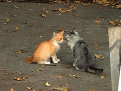 13-11-09    X-S1 126