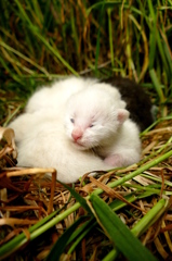 15-05-09    FZ-1000 119