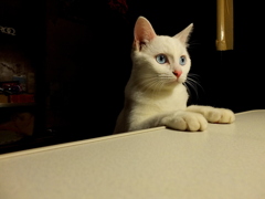 今日のみゅー