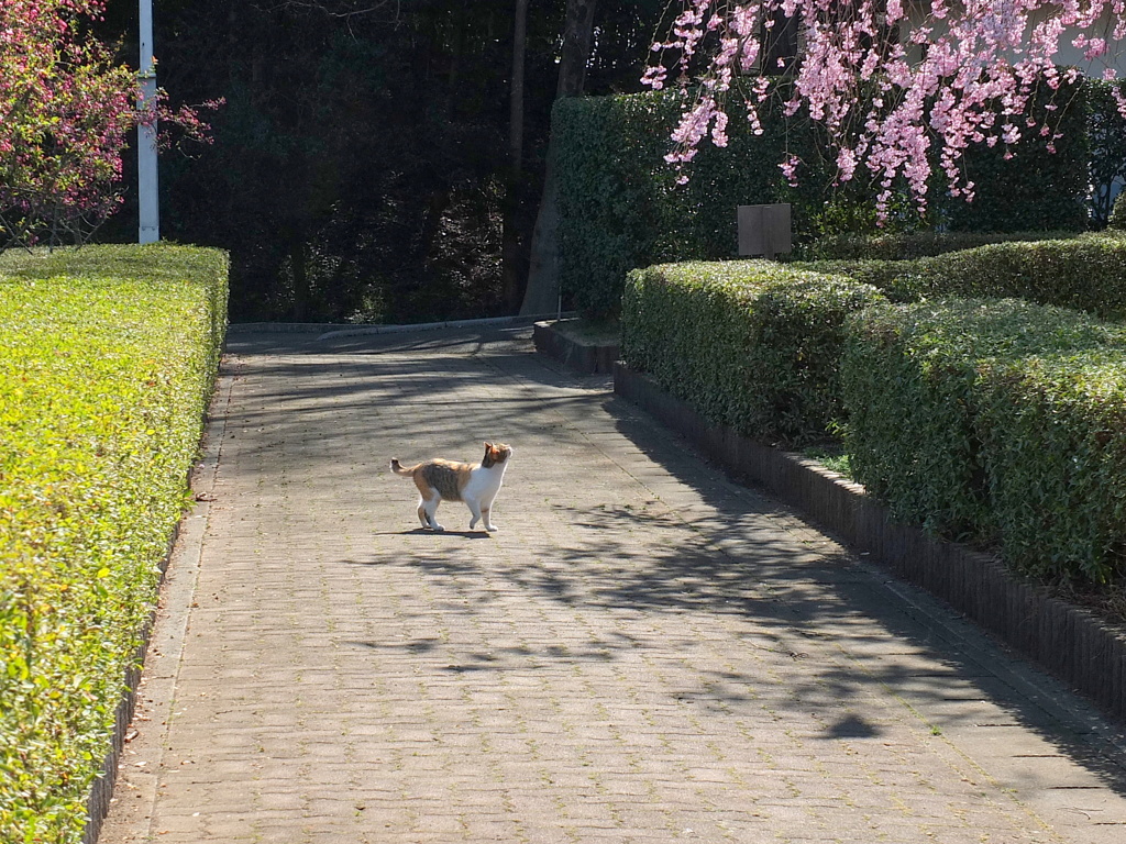 桜猫2