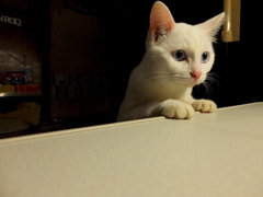 今日のみゅー