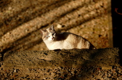 唐沢山神社猫