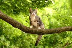 木登り猫