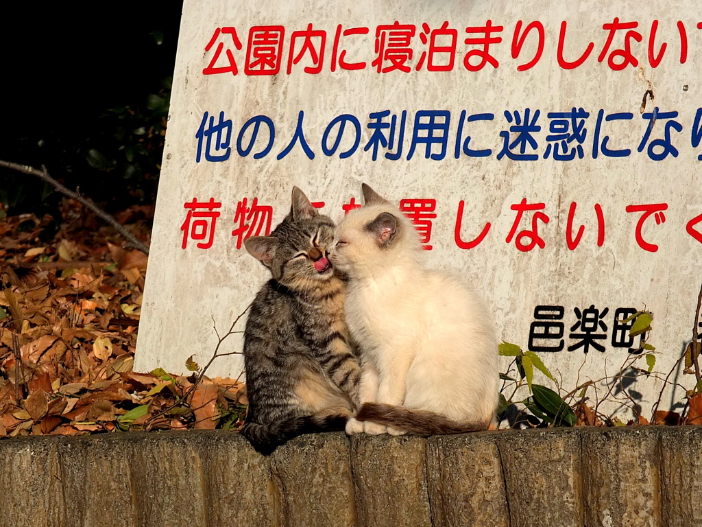 13-12-07    X-S1 068