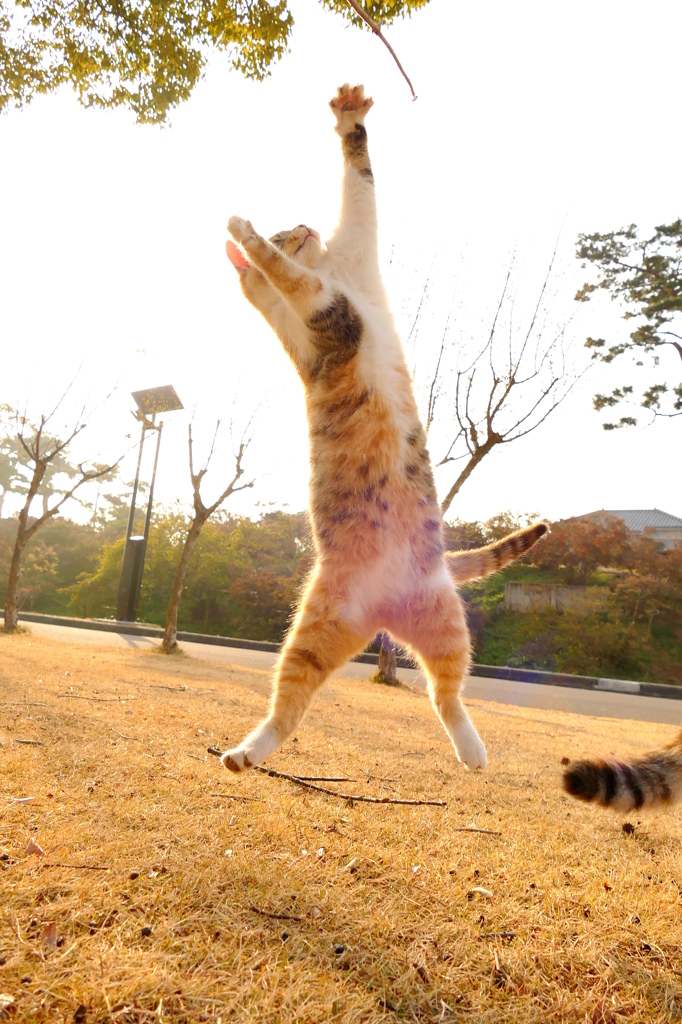 だ～～～っ！