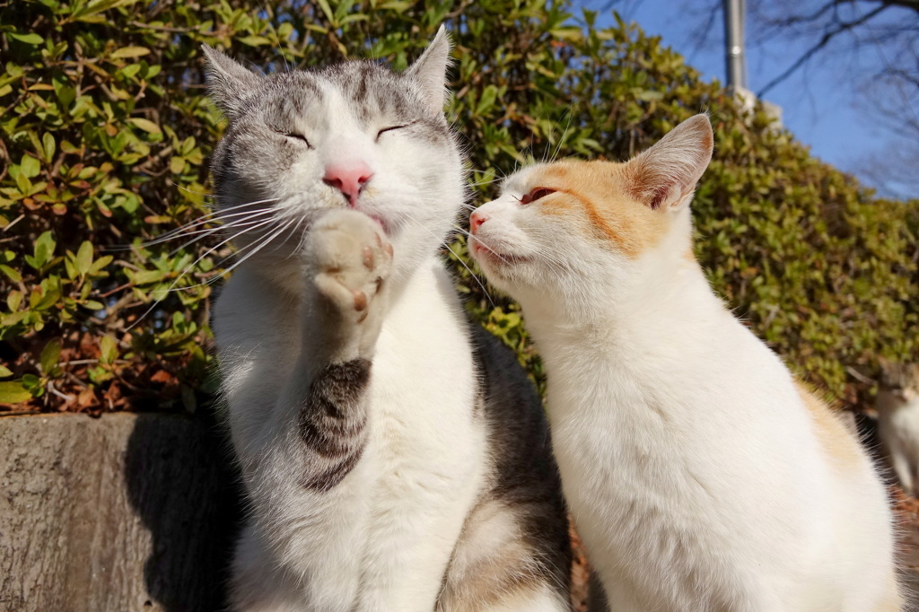 14-03-16    DSC-RX10 068