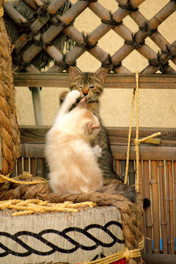 兄ちゃんのばかぁ～！