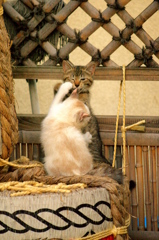 兄ちゃんのばかぁ～！