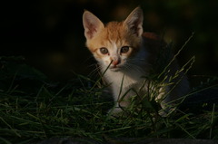 09-6-7  α-7digital 458