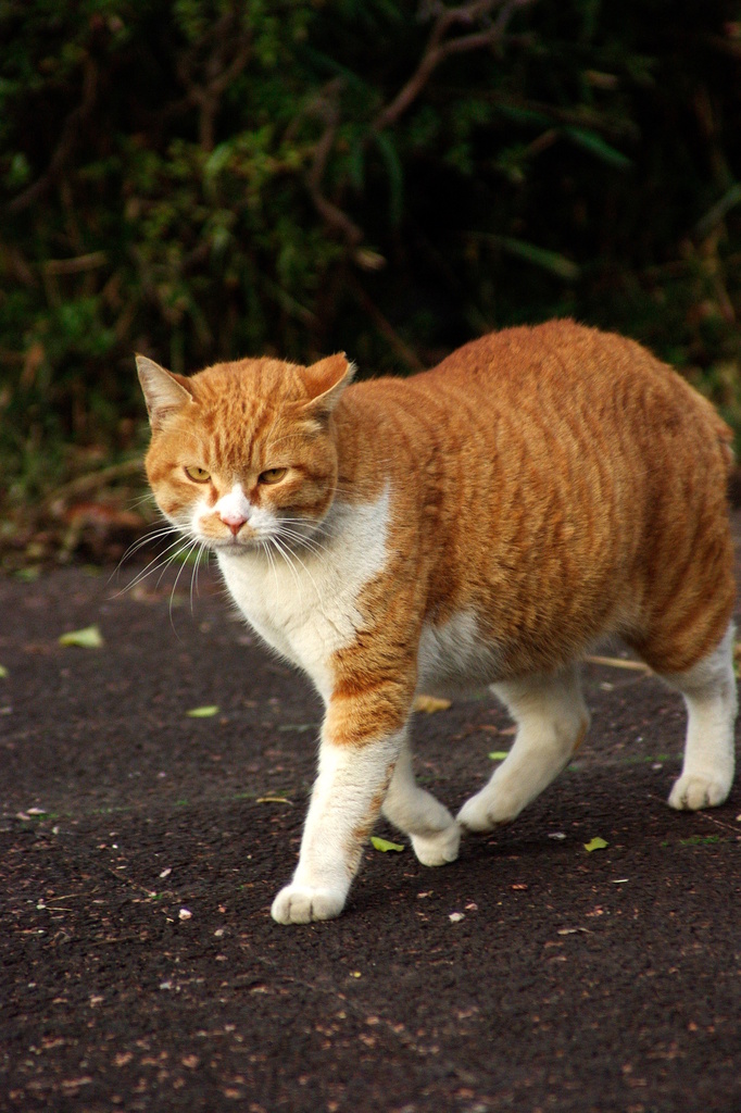 ちどり公園09-12-13  K200D 084